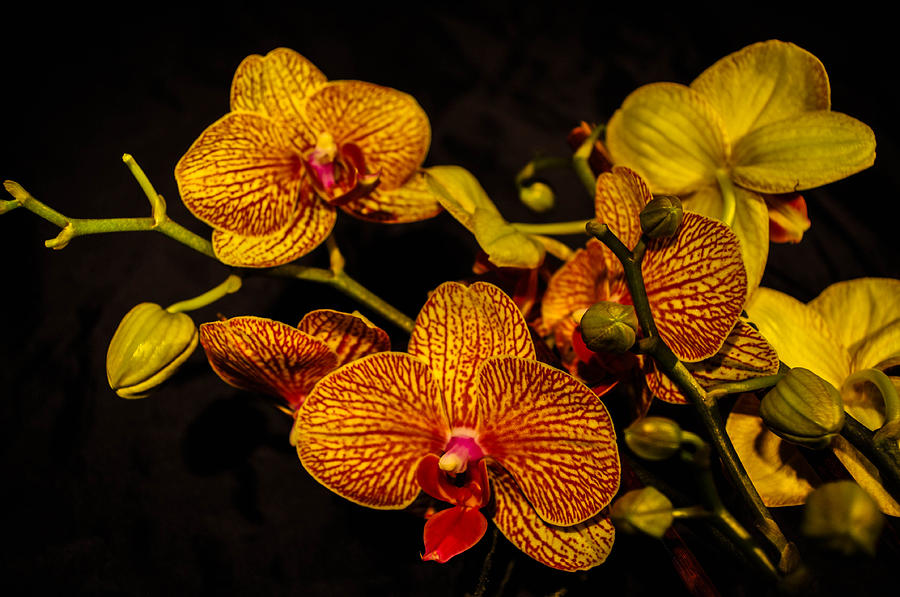 Orchid #2 Photograph by Gerald Kloss