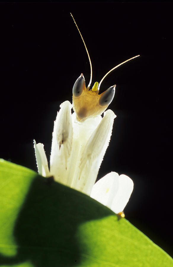 Orchid Mantis Photograph By Francesco Tomasinelli Fine Art America 3952