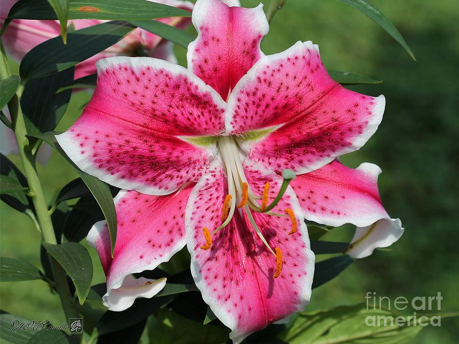 Oriental Lily named Starfighter Photograph by J McCombie - Fine Art America