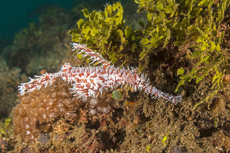 Ornate Ghost Pipefish #4 Photograph by Andrew J. Martinez