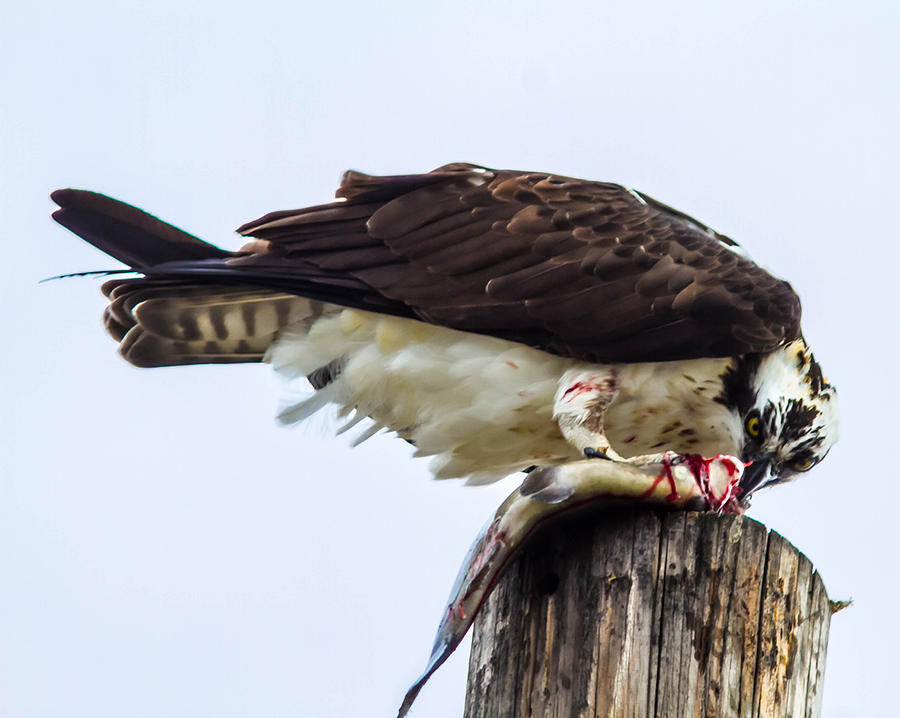 Wildlife Photograph - Osprey wit a trout #4 by Brian Williamson