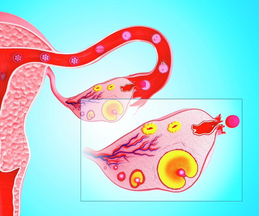 Ovarian Cycle #4 Photograph by Pixologicstudio/science Photo Library