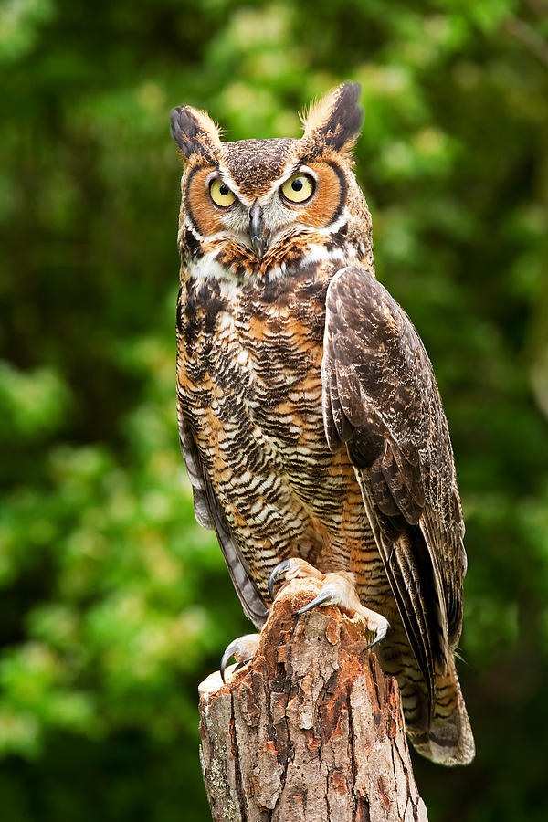 Nature Photograph - Owl #4 by David Davis