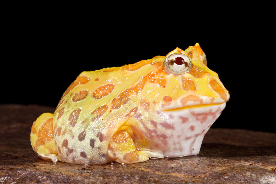 Pac Man Frog Ceratophrys #4 Photograph by David Kenny