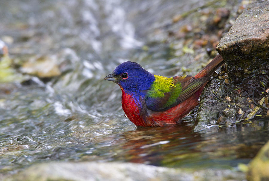 Nature Photograph - Painted Bunting #4 by Doug Lloyd