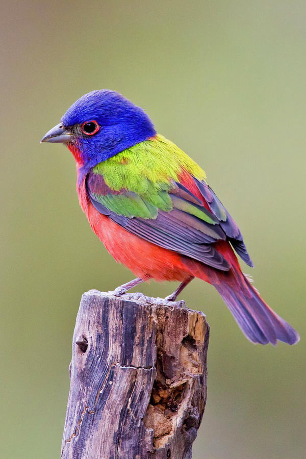 Cool Photograph - Painted Bunting (passerina Ciris #4 by Larry Ditto