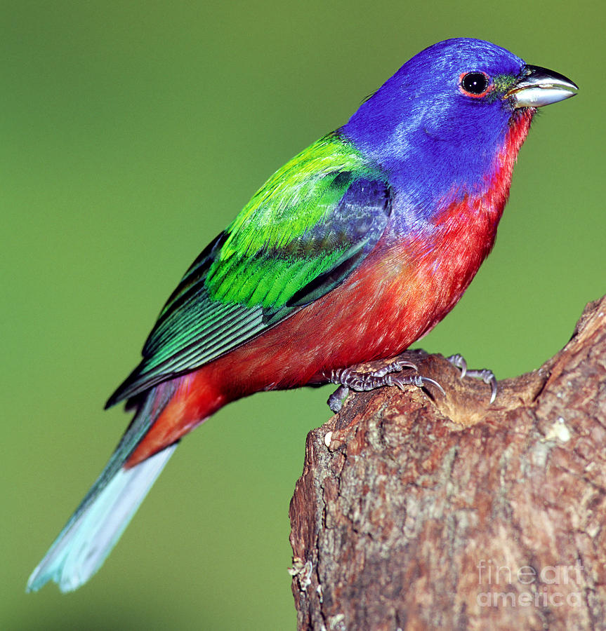 Painted Bunting Passerina Ciris Photograph by Millard H. Sharp - Pixels