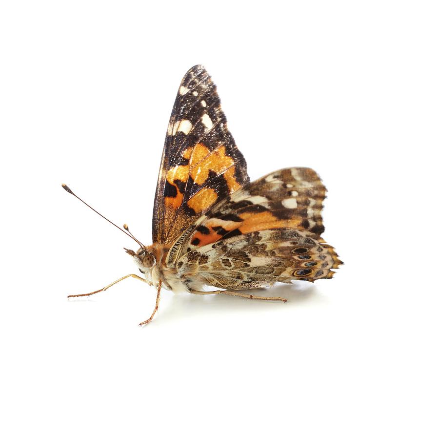 Wildlife Photograph - Painted Lady Butterfly #4 by Science Photo Library