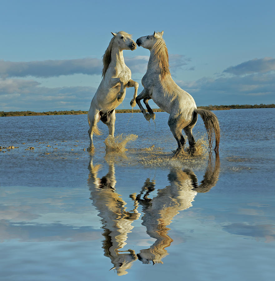Pair Of Camargue Horse Stallions #4 Photograph by Adam Jones