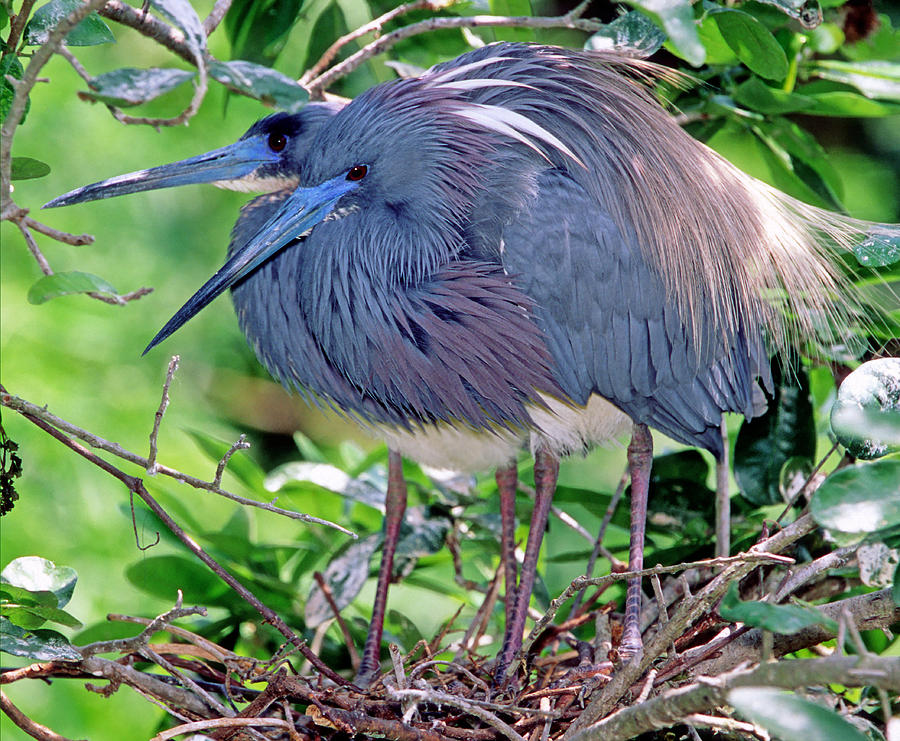 Pair Of Tricolored Heron At Nest #4 Photograph by Millard H. Sharp