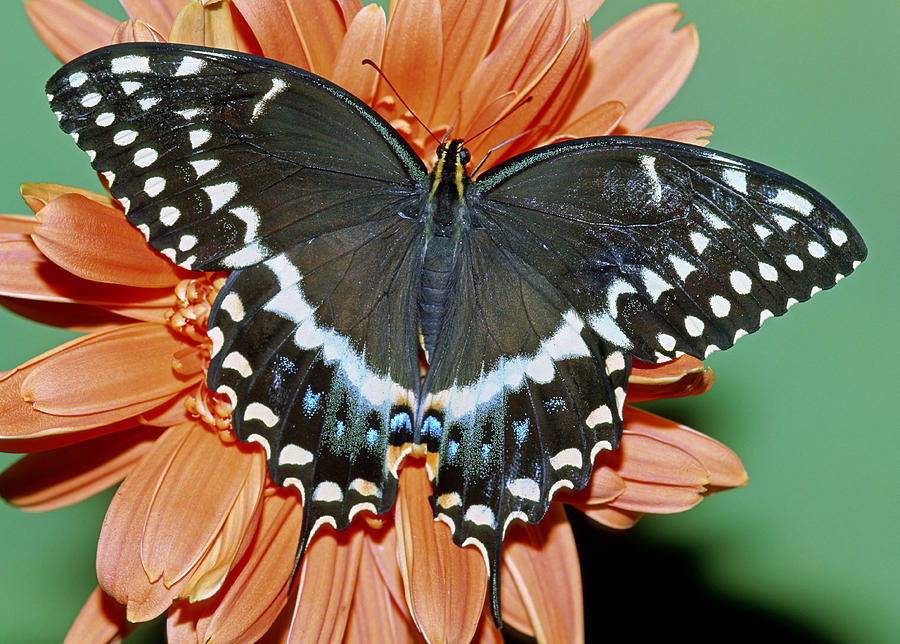 Palamedes Swallowtail Papilio Palamedes #4 Photograph by Millard H. Sharp
