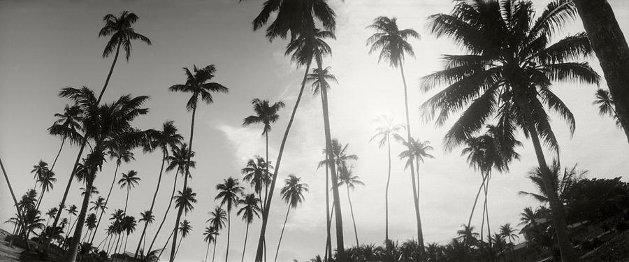 Palm Trees On The Beach, Morro De Sao #4 Photograph by Panoramic Images