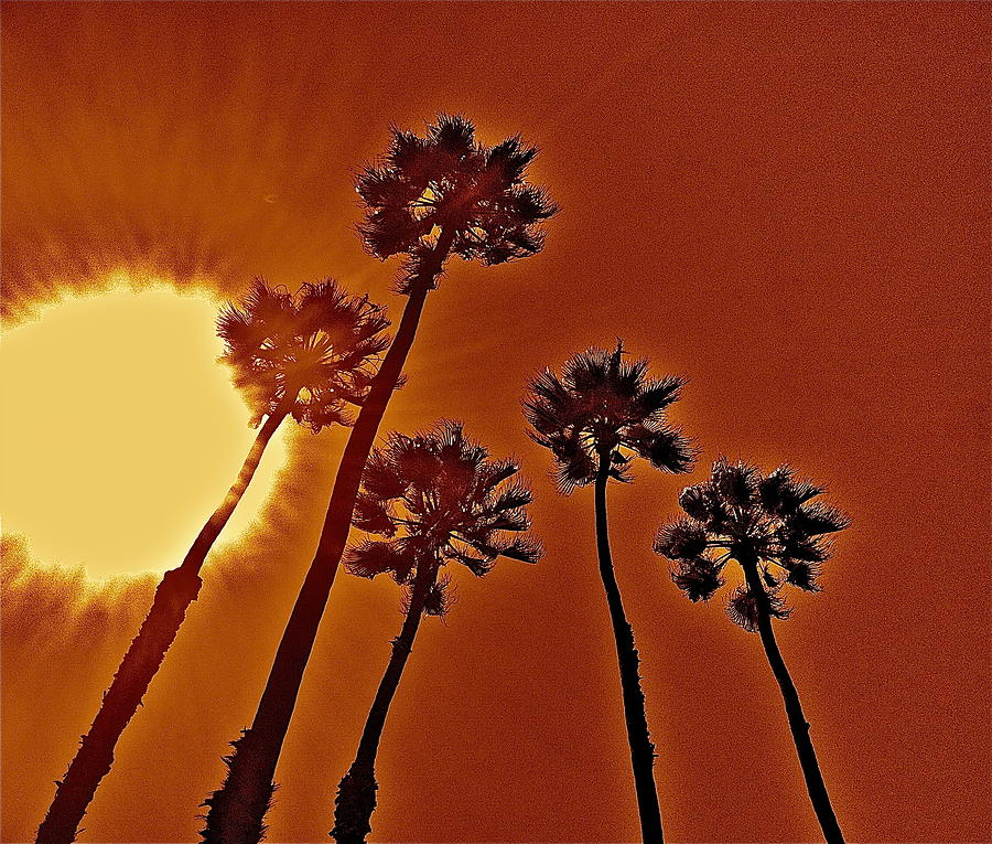 4 Palms N Sun Photograph by Joe  Burns