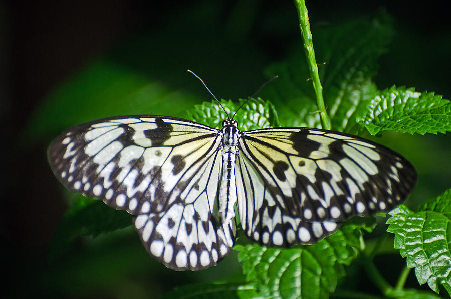 Paper Kite butterfly Photograph by Cheryl Cencich | Fine Art America