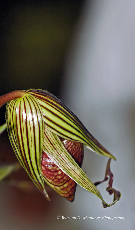 Paphiopedilum Orchid  #4 Photograph by Winston D Munnings