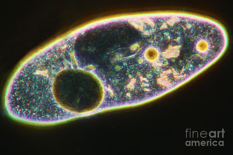 Paramecium #5 Photograph by Kent Wood