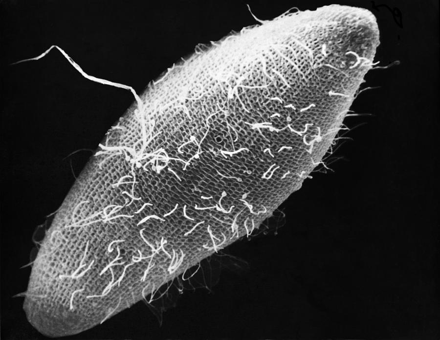 Paramecium Multinucleatum Photograph by Greg Antipa | Fine Art America