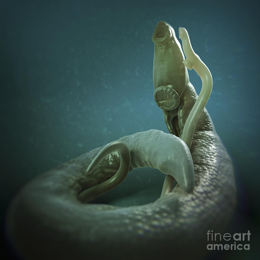 Parasitic Worm Schistosoma #4 Photograph by Science Picture Co