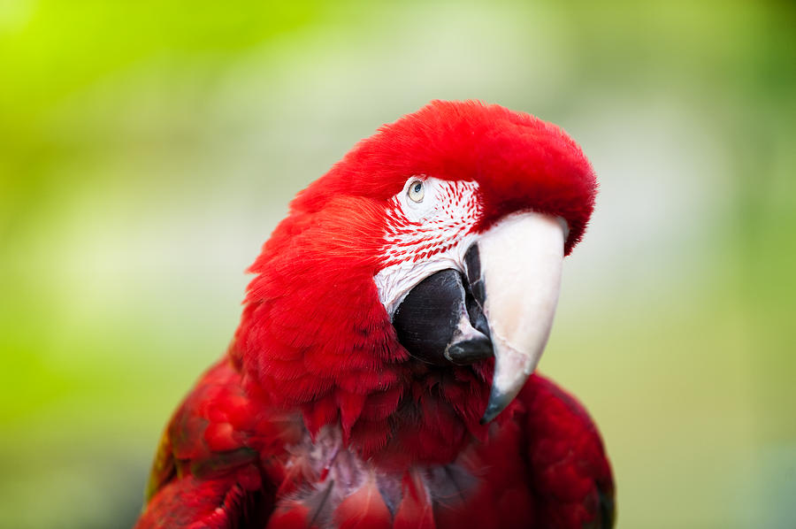 Parrot #4 Photograph by Sebastian Musial