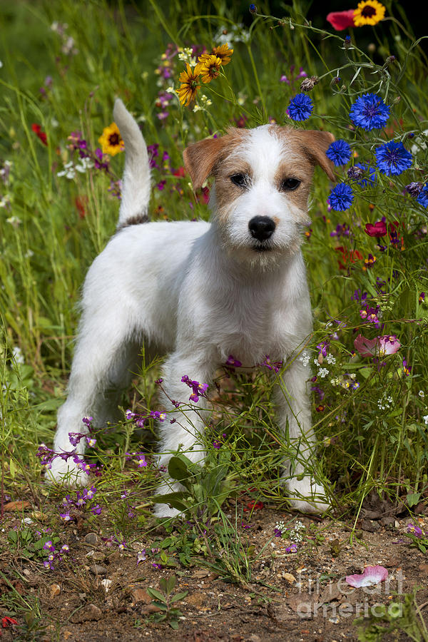 Dog Photograph - Parson Jack Russell Terrier #4 by John Daniels