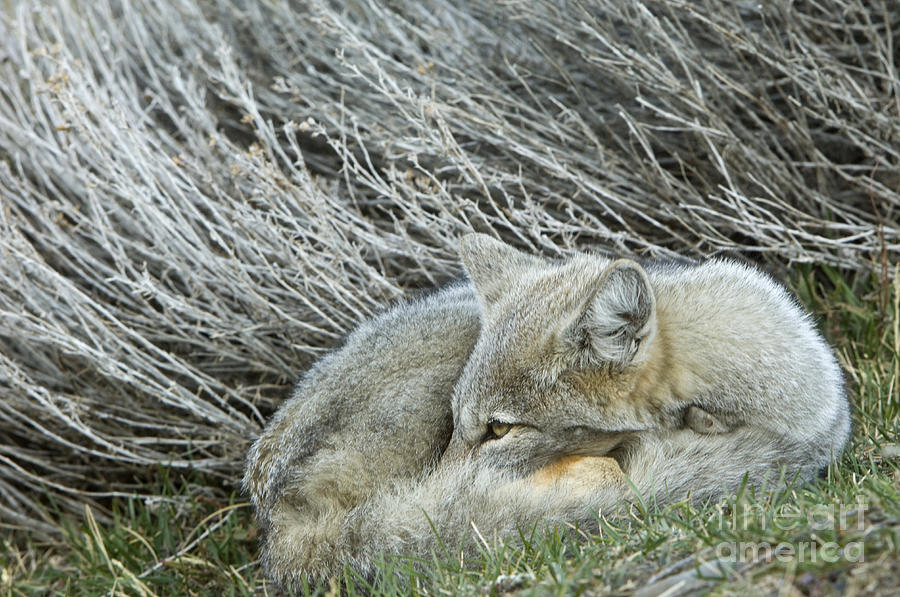 Patagonia Grey Fox #4 Photograph by John Shaw