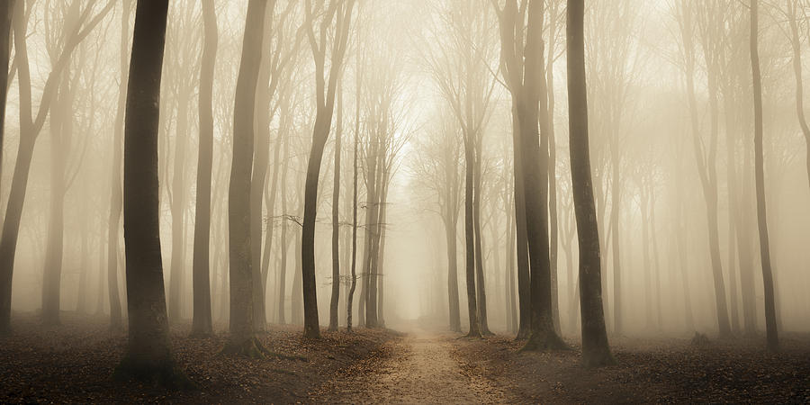 Path through a misty forest during a foggy winter day #4 Photograph by Sjoerd van der Wal