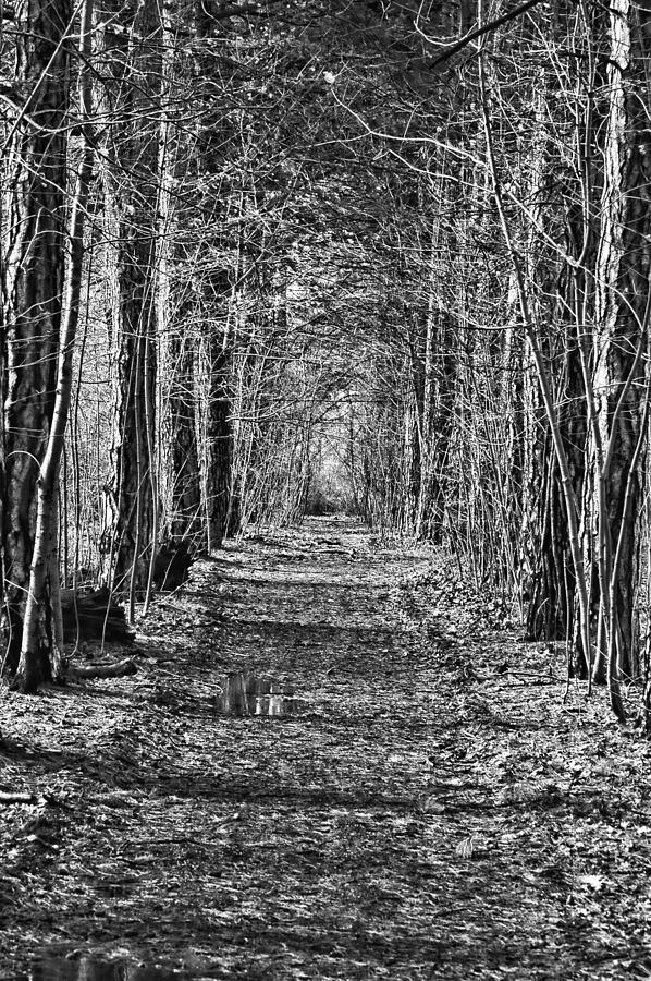 Pathway Photograph by David Armstrong