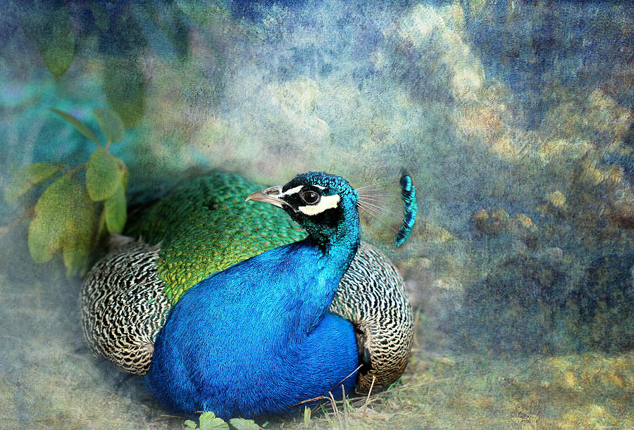 Peacock #4 Photograph by Heike Hultsch