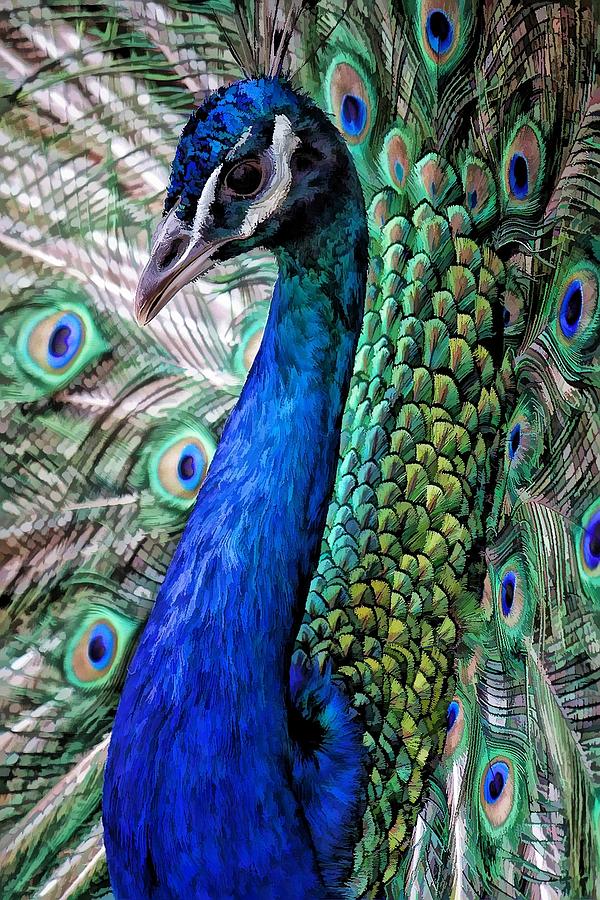 Peacock Photograph By Joyce Baldassarre Fine Art America