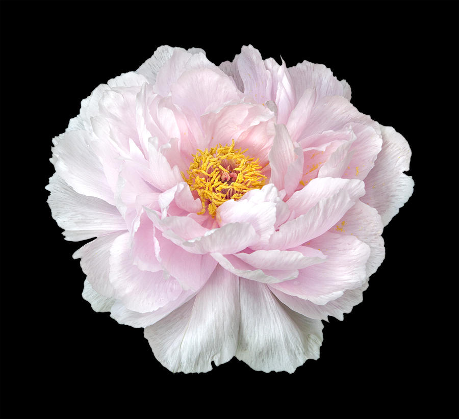 Peony #4 Photograph by Charles Harden