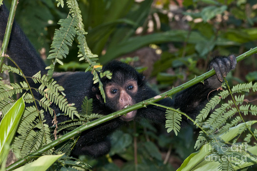 Peruvian Spider Monkey #4 Photograph by William H. Mullins