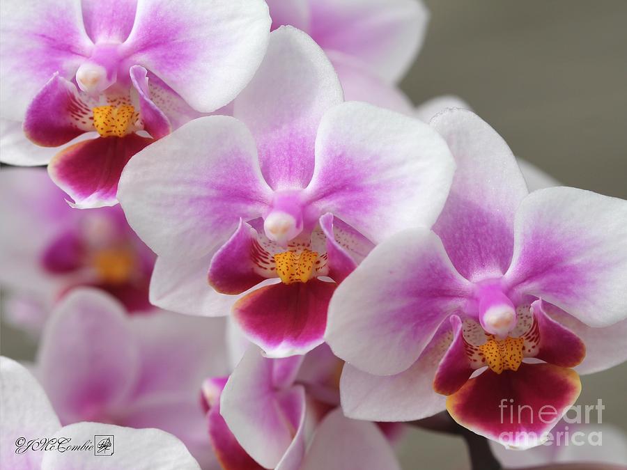 Phalaenopsis Orchid named Be Tris #4 Photograph by J McCombie
