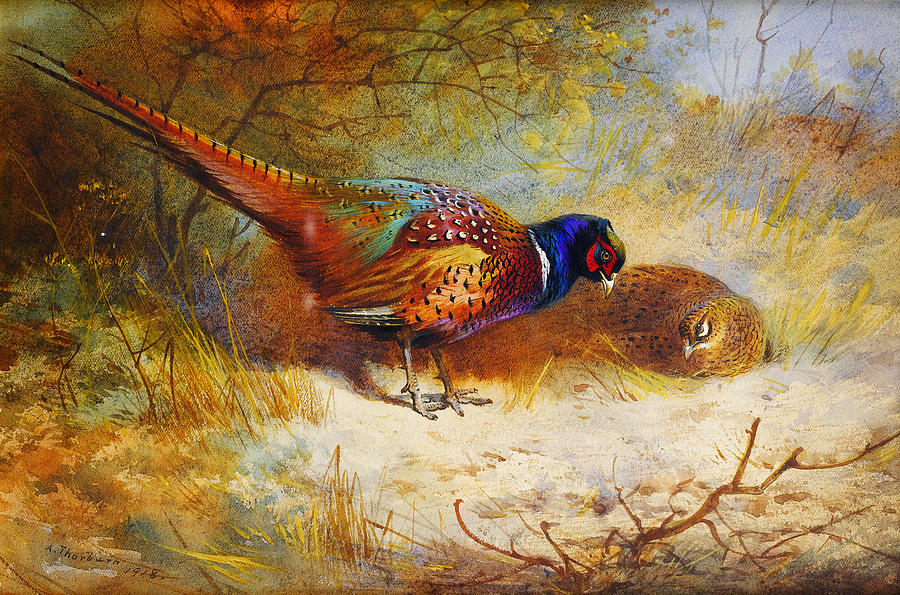 Pheasants #5 Painting by Celestial Images