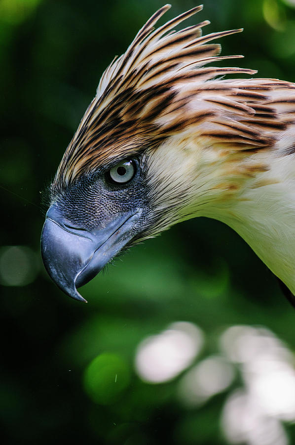 Philippine Eagle (pithecophaga Jefferyi Photograph by Michael Runkel ...