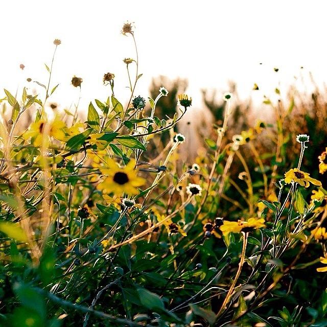 Sunflower Photograph - #photooftheday , #canont2i #4 by Tony Martinez
