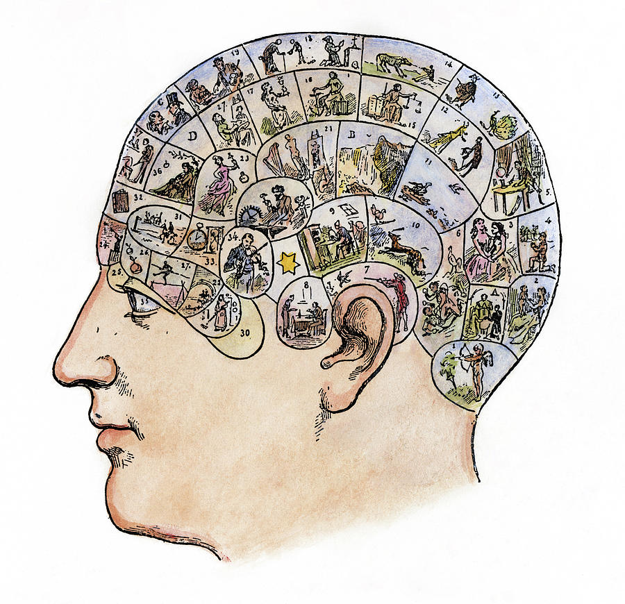 Phrenology, 19th Century #4 Painting by Granger