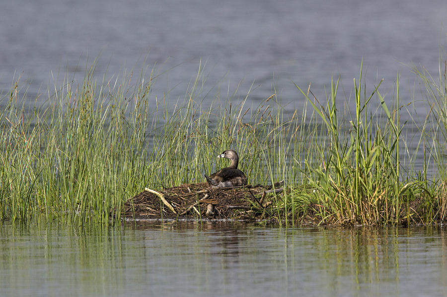 Pied-billed Grebe #4 Photograph by Linda Arndt