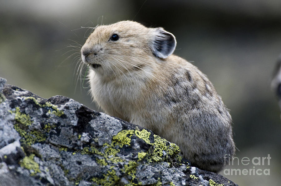 Pika #4 Photograph by William H. Mullins