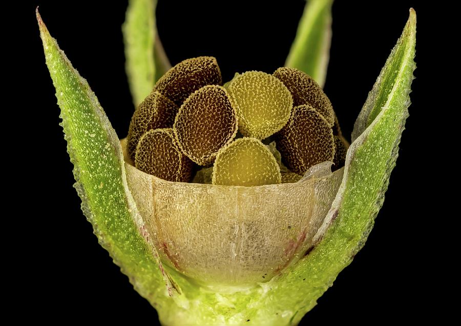 Pimpernel Seed Capsule 4 Photograph By Gerd Guenther Science Photo Library Pixels