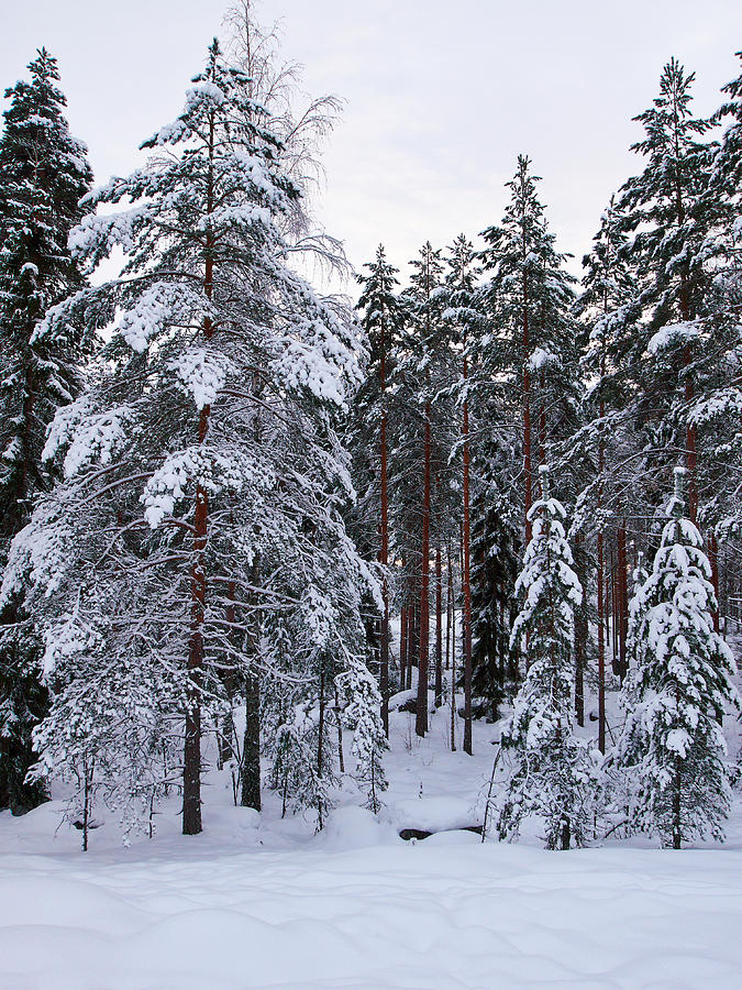 Pine forest winter #4 Photograph by Jouko Lehto