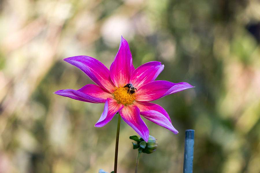 Pink flower and bee #4 Photograph by Susan Jensen