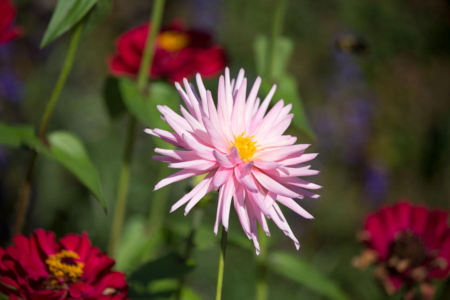 Pink flower #4 Photograph by Susan Jensen