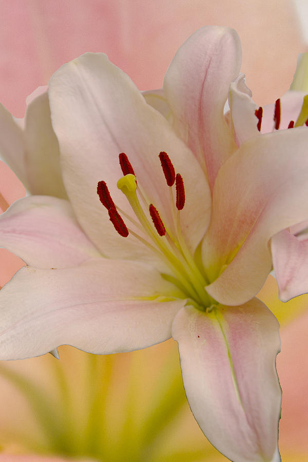 Pink Lily Floral art #4 Photograph by David French