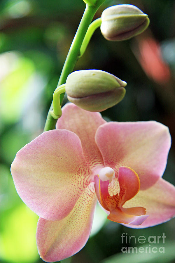 Orchid Photograph - Pink Orchid #3 by Lali Kacharava