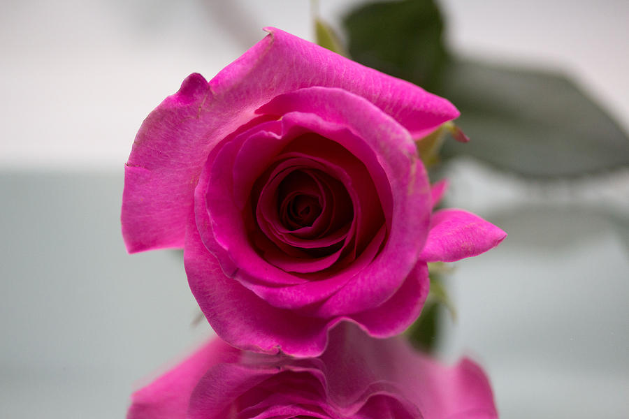 Pink rose #4 Photograph by Susan Jensen