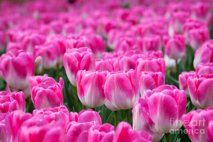 Pink Tulips by Katka Pruskova Pink Tulips by Katka Pruskova