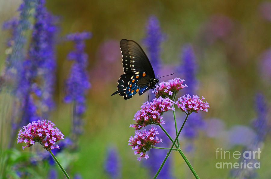 Pipevine Swallowtail Butterfly #3 Photograph by Karen Adams