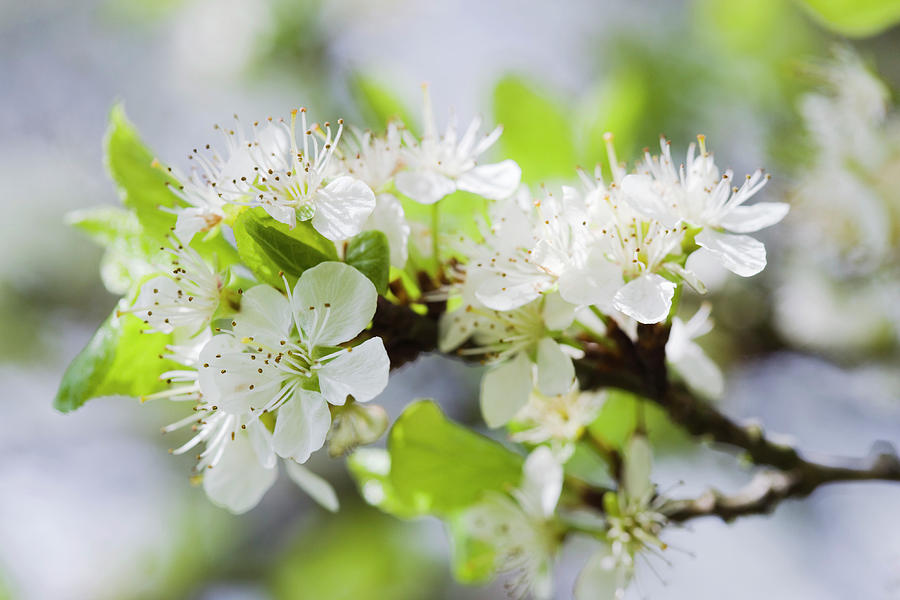 Plum Blossom (prunus Sp) #4 Photograph by Gustoimages/science Photo Library