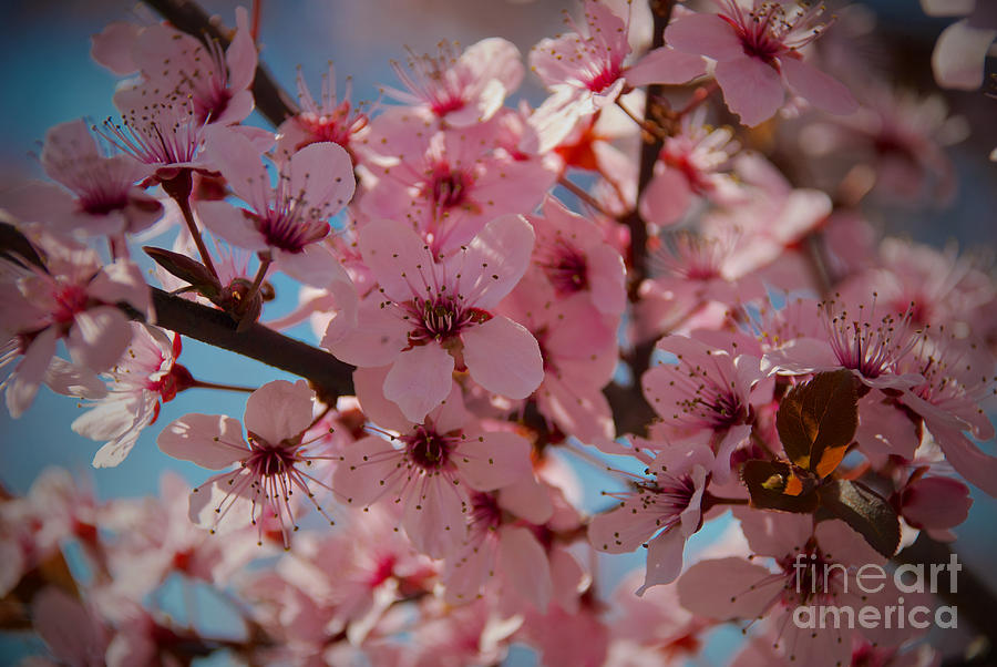 Plum Tree Flowers #4 Photograph by Mark Dodd