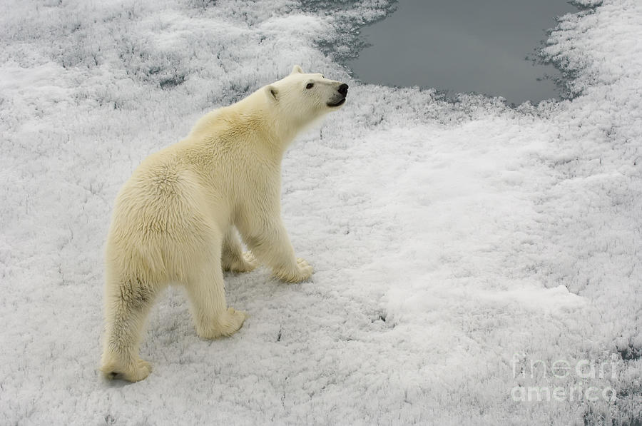 Polar Bear Crossing Ice Floe #4 Photograph by John Shaw